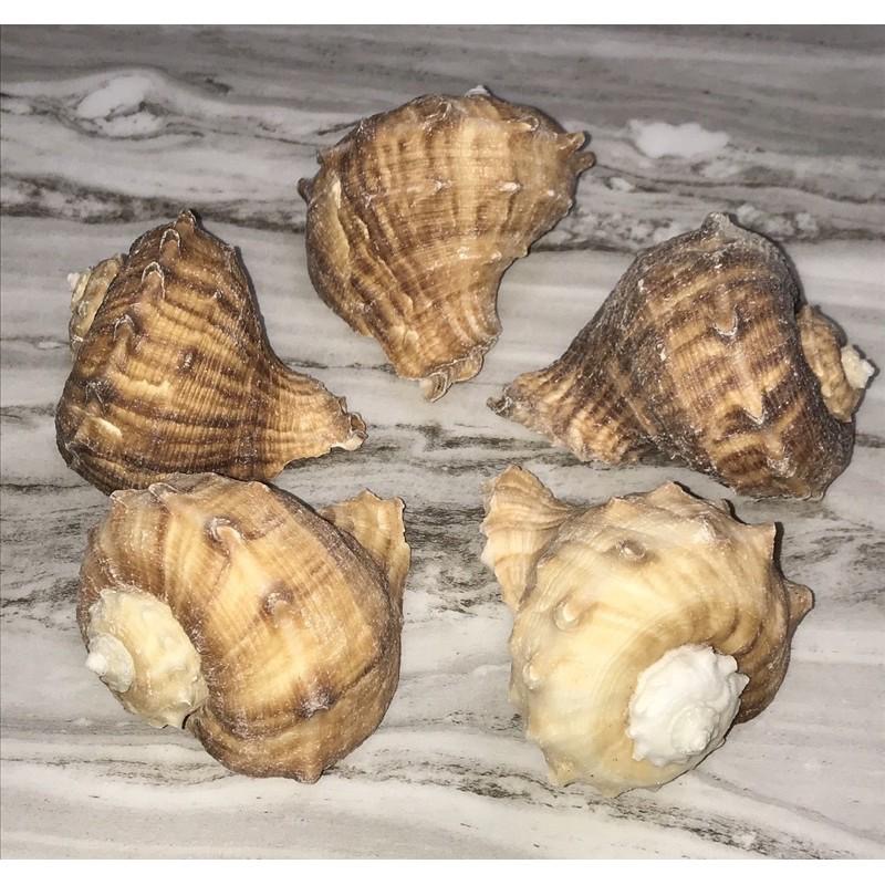 【汛潽】🐚貝殼🐚白皺岩螺 (貝殼收藏/水族造景/寄居蟹的家)-細節圖2