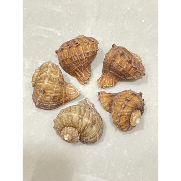 【汛潽】🐚貝殼🐚白皺岩螺 (貝殼收藏/水族造景/寄居蟹的家)-細節圖3