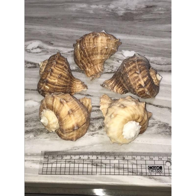 【汛潽】🐚貝殼🐚白皺岩螺 (貝殼收藏/水族造景/寄居蟹的家)-細節圖4