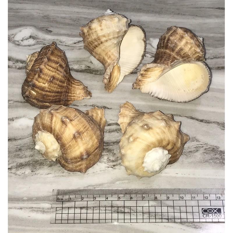 【汛潽】🐚貝殼🐚白皺岩螺 (貝殼收藏/水族造景/寄居蟹的家)-細節圖5