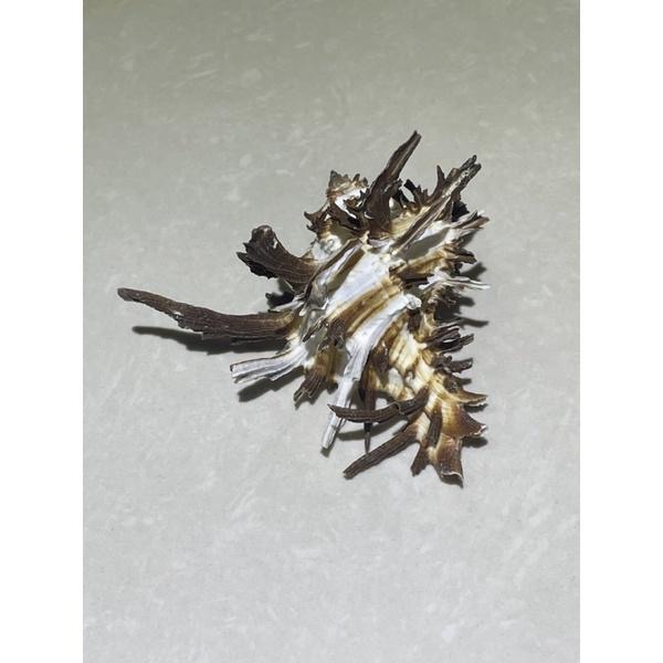 【汛潽】🐚貝殼🐚 萵苣千手螺（貝殼收藏/水族造景/寄居蟹的家）-細節圖2