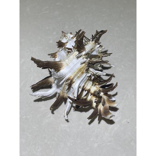 【汛潽】🐚貝殼🐚 萵苣千手螺（貝殼收藏/水族造景/寄居蟹的家）-細節圖3