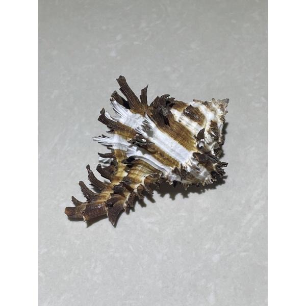 【汛潽】🐚貝殼🐚 萵苣千手螺（貝殼收藏/水族造景/寄居蟹的家）-細節圖4