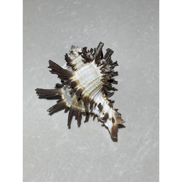 【汛潽】🐚貝殼🐚 萵苣千手螺（貝殼收藏/水族造景/寄居蟹的家）-細節圖5