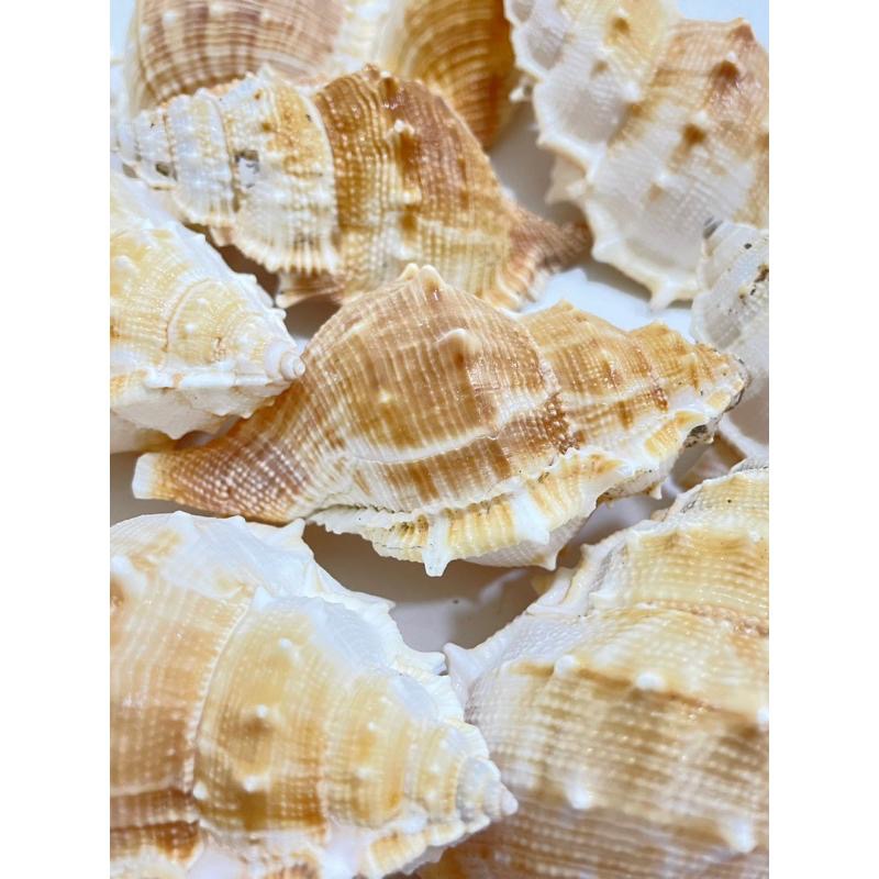 【汛潽】🐚貝殼🐚 赤蛙螺(貝殼收藏/水族造景/寄居蟹的家)-細節圖2