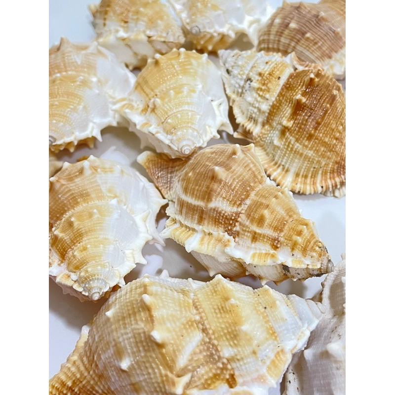 【汛潽】🐚貝殼🐚 赤蛙螺(貝殼收藏/水族造景/寄居蟹的家)-細節圖3