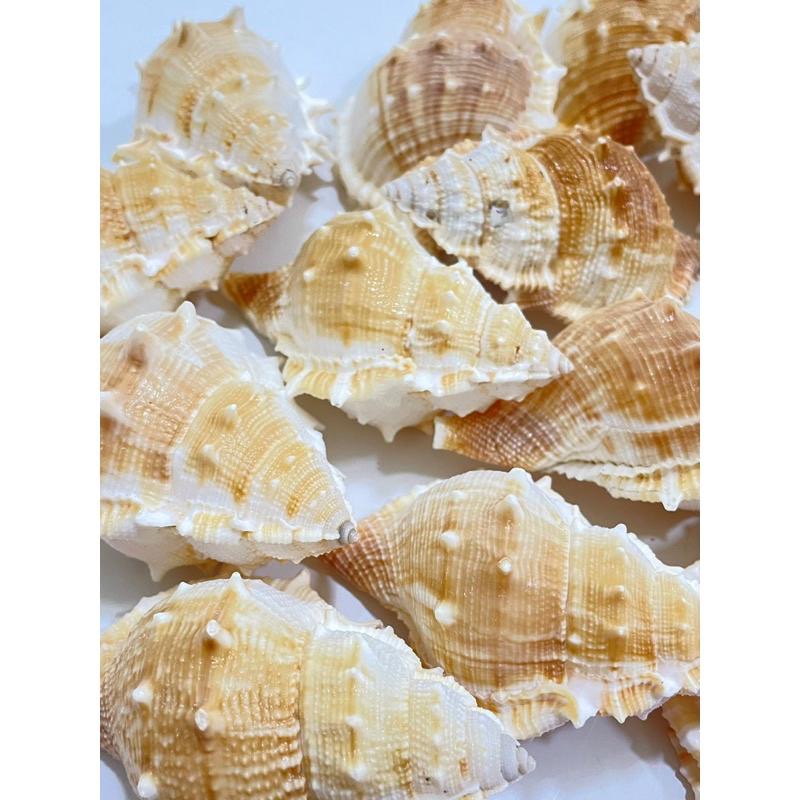 【汛潽】🐚貝殼🐚 赤蛙螺(貝殼收藏/水族造景/寄居蟹的家)-細節圖4