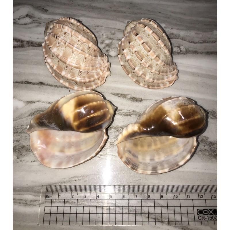 【汛潽】🐚大楊桃螺🐚❤️寄居蟹愛怎換就怎換❤️-細節圖2