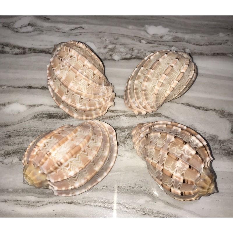 【汛潽】🐚大楊桃螺🐚❤️寄居蟹愛怎換就怎換❤️-細節圖3