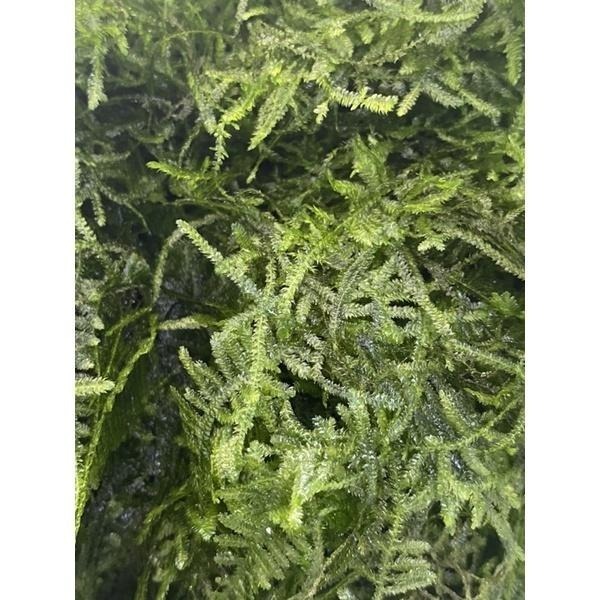 【汛潽】默思 莫絲 默絲 默斯 水草-細節圖2