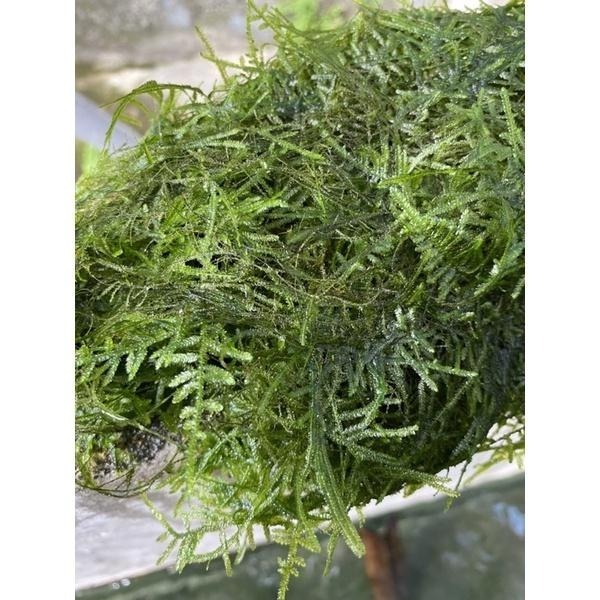 【汛潽】默思 莫絲 默絲 默斯 水草-細節圖3