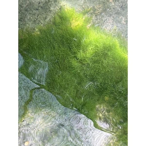 【汛潽】默思 莫絲 默絲 默斯 水草-細節圖4