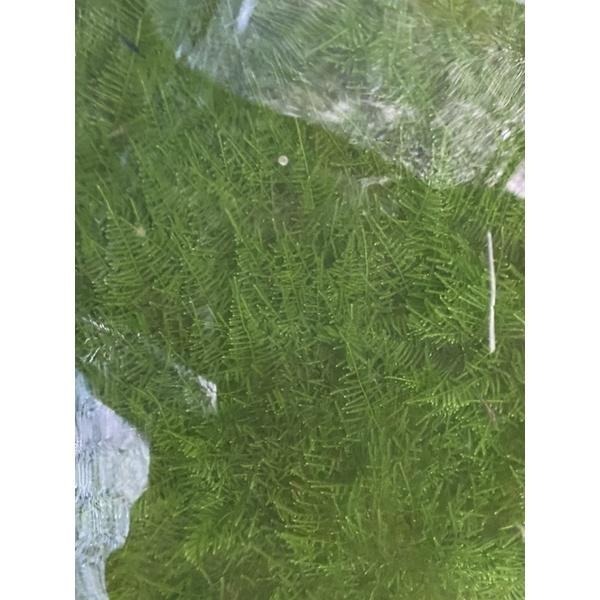 【汛潽】默思 莫絲 默絲 默斯 水草-細節圖6