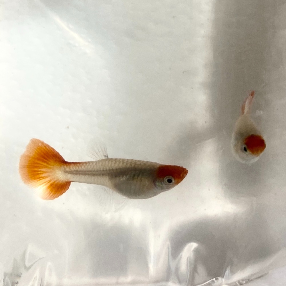 【汛潽】黃化丹頂 純係孔雀魚-細節圖2