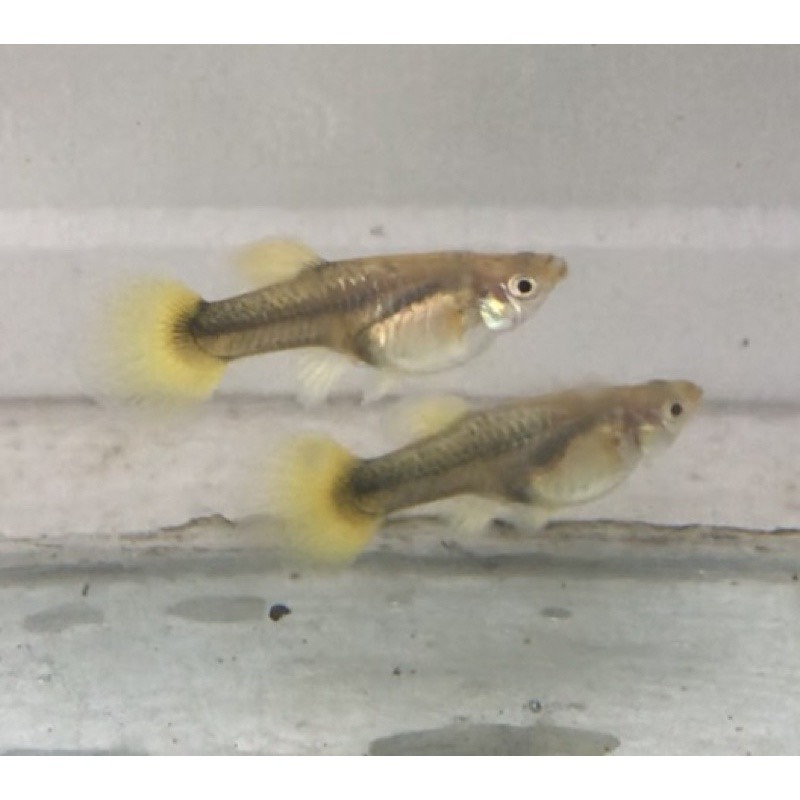 【汛潽】24K黃金甲 孔雀魚-細節圖2