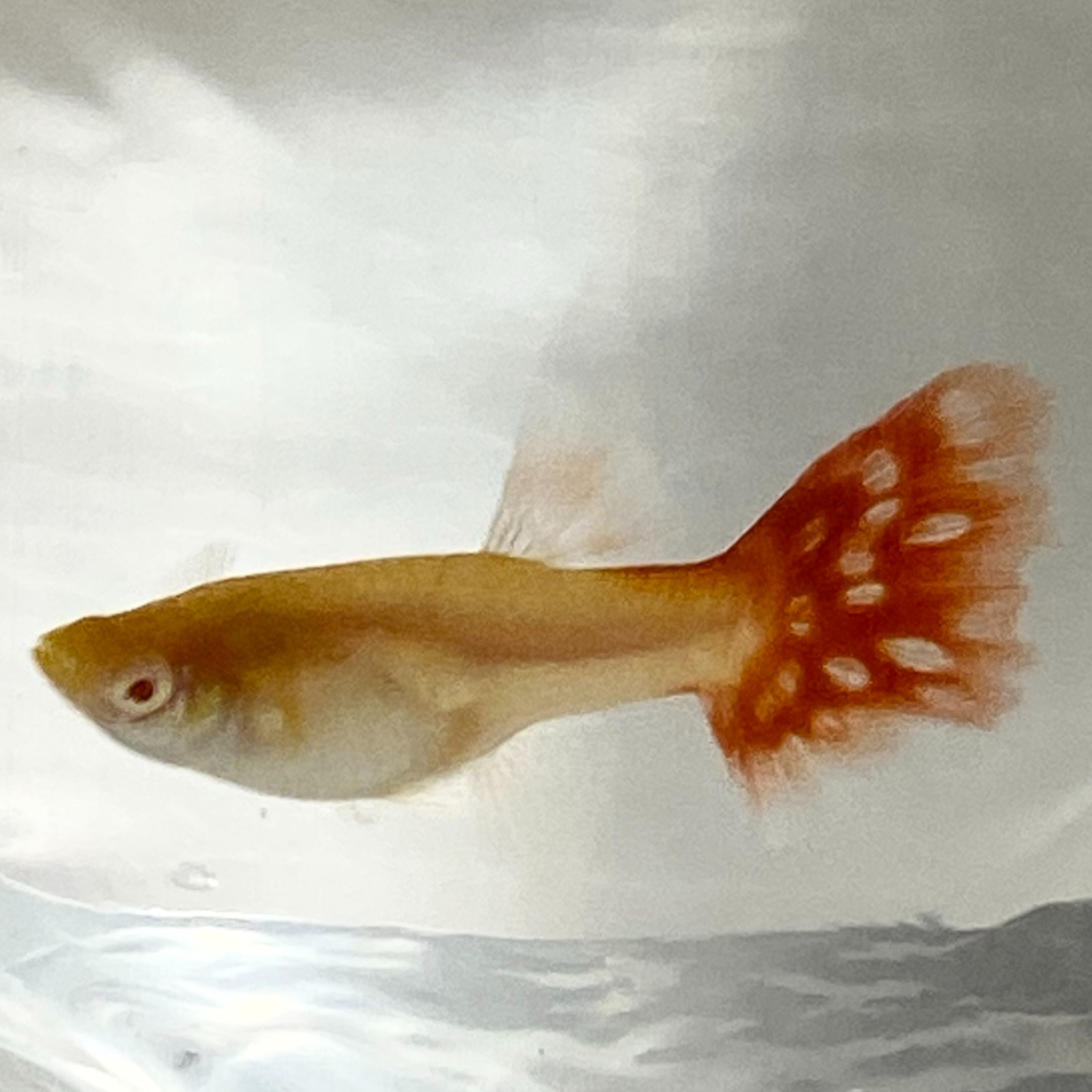 【汛潽】全紅白子 孔雀魚-細節圖2