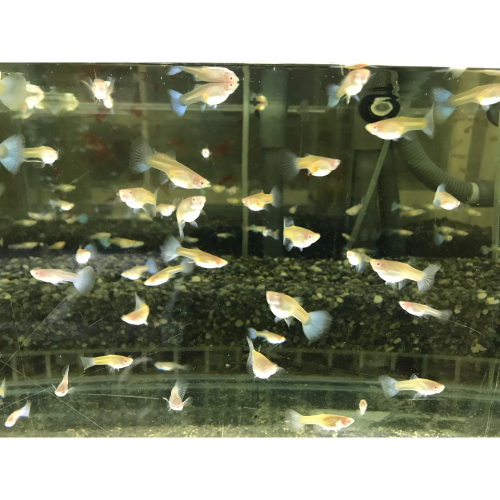 【汛潽】天空藍白子 孔雀魚-細節圖2