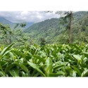 意源嚴選【正統台灣茶 人工手採 快速出貨】福壽梨山 茶葉 冬茶 高山茶 烏龍茶 阿里山高山茶 杉林溪高山茶 梨山茶 茶包-規格圖8