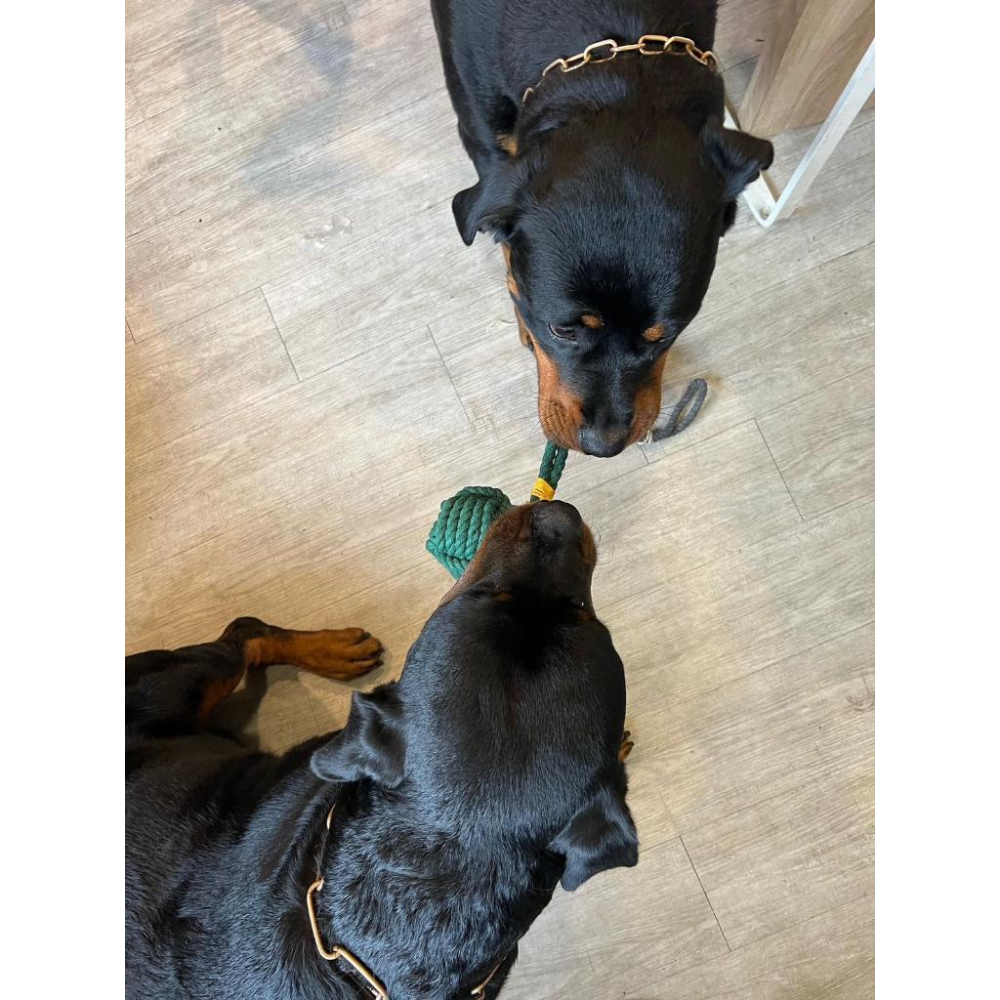 【哈哈選品】Doopin-五股磨牙繩結球買一送一-細節圖3