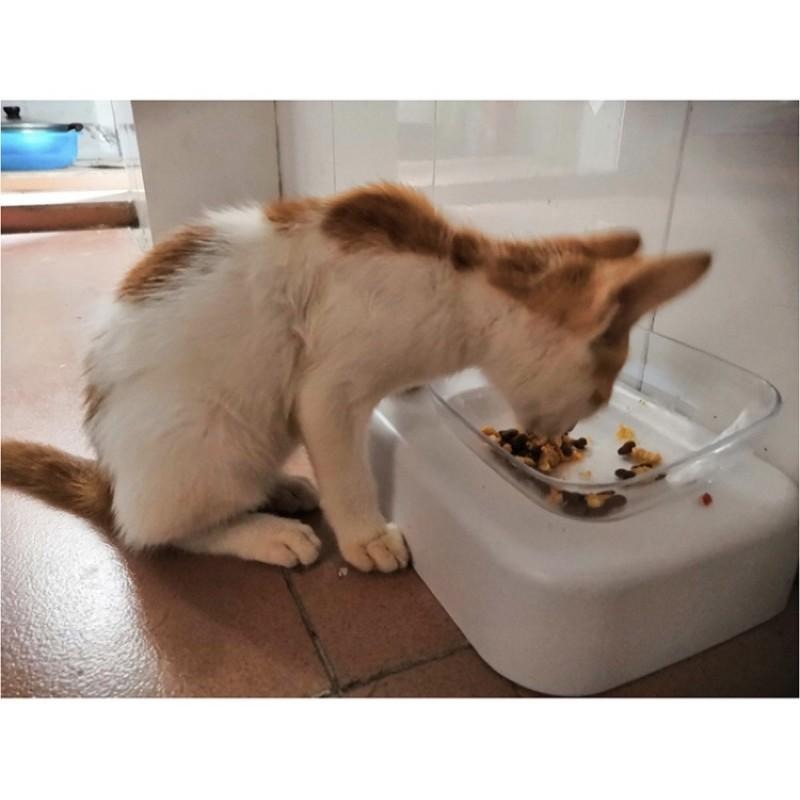 【貓咪用品】貓這裡 現貨 寵物斜口碗 貓咪用品 貓食盆 簡約貓碗-細節圖2