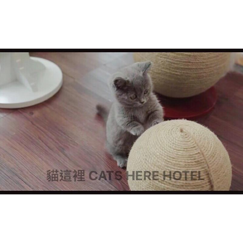 【貓咪玩具】貓這裡 預購 球型貓抓板 劍麻貓抓板 貓咪玩具 劍麻抓板-細節圖2