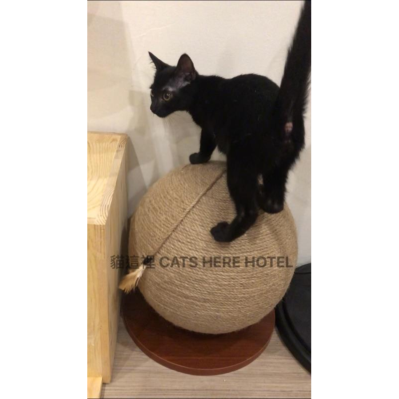 【貓咪玩具】貓這裡 預購 球型貓抓板 劍麻貓抓板 貓咪玩具 劍麻抓板-細節圖7