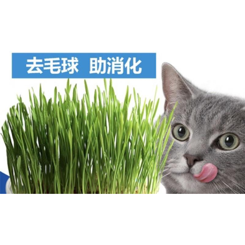 【貓咪愛吃】貓這裡 德國竣寶 田園草甸香大麥貓草 速成胚芽貓草(盒裝) 自己種貓草 貓草 化毛球-細節圖3