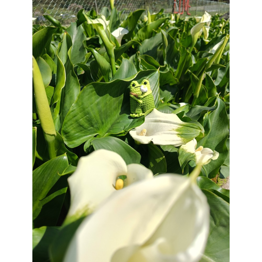 樹蛙阿芋-細節圖3