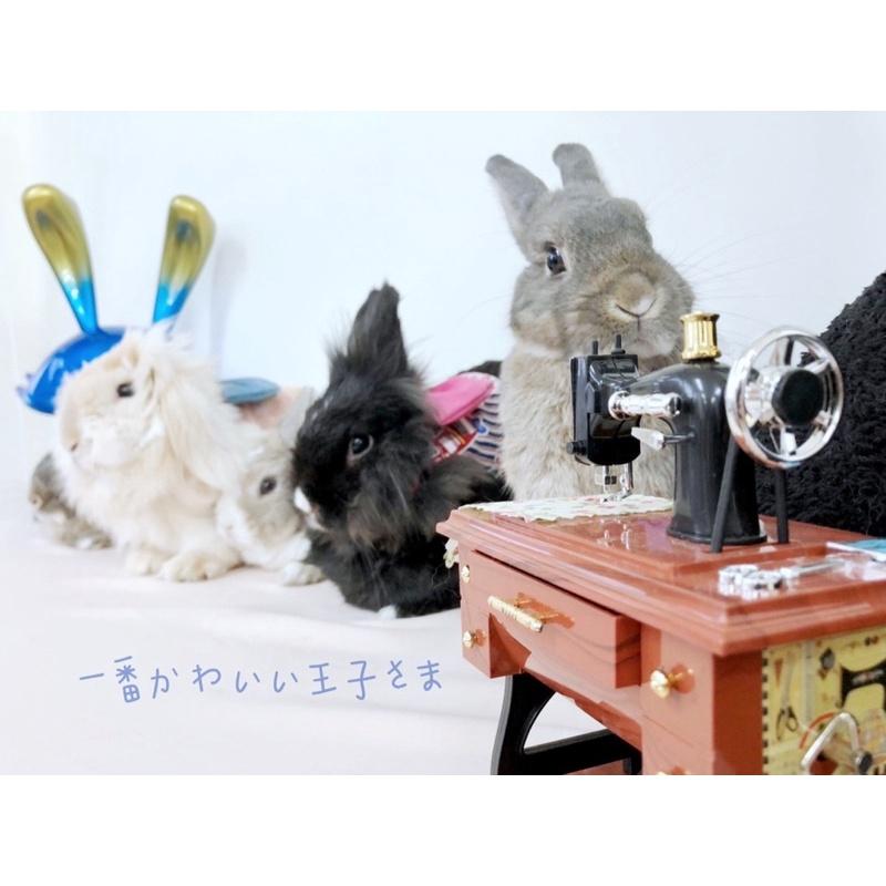 手作講義原尺寸紙型S/M/L//XL時尚兔子牽繩衣兔子外出服寵物兔服裝蝴蝶結跟假門禁兩款-細節圖9