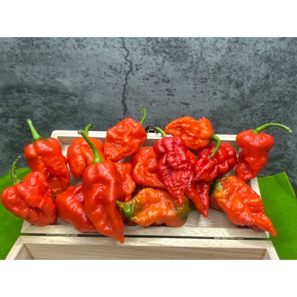 印度鬼椒 Bhut Jolokia ghost pepper 小農種植 產地直送-細節圖3