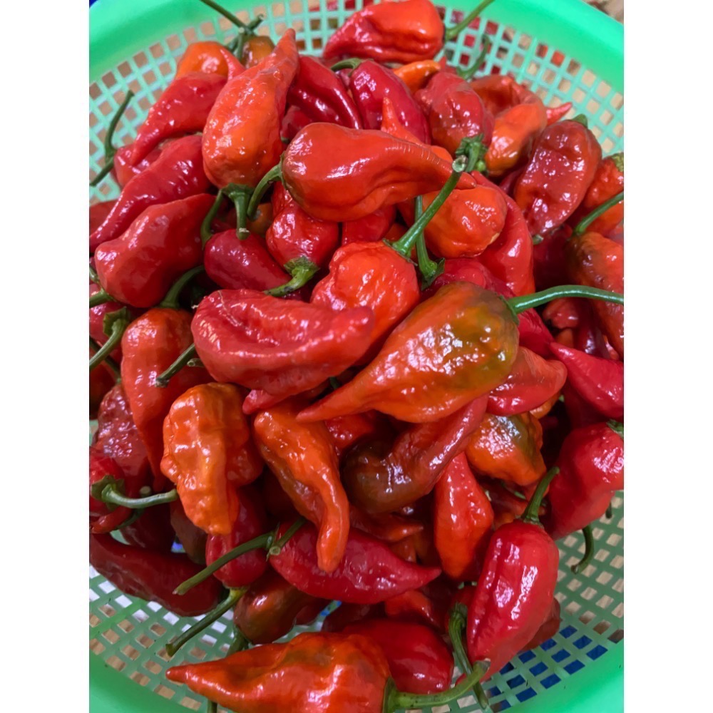 印度鬼椒 Bhut Jolokia ghost pepper 小農種植 產地直送-細節圖5