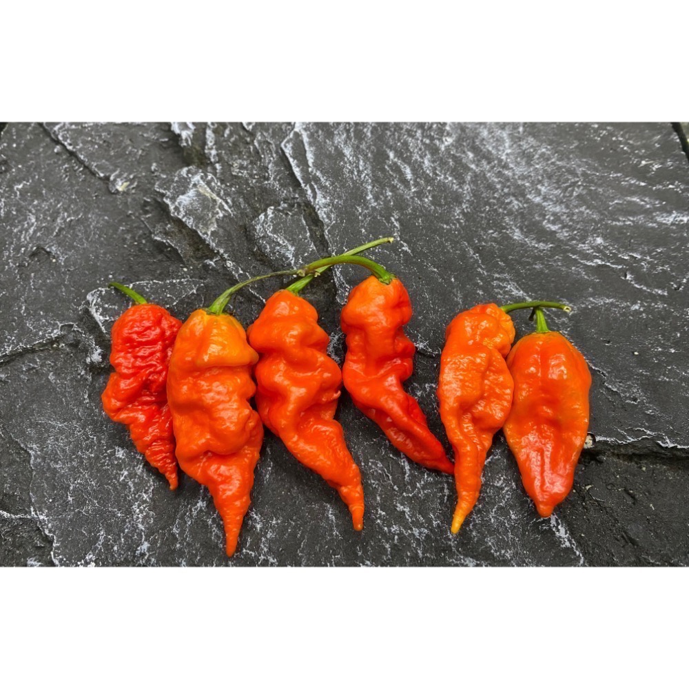 印度鬼椒 Bhut Jolokia ghost pepper 小農種植 產地直送-細節圖2