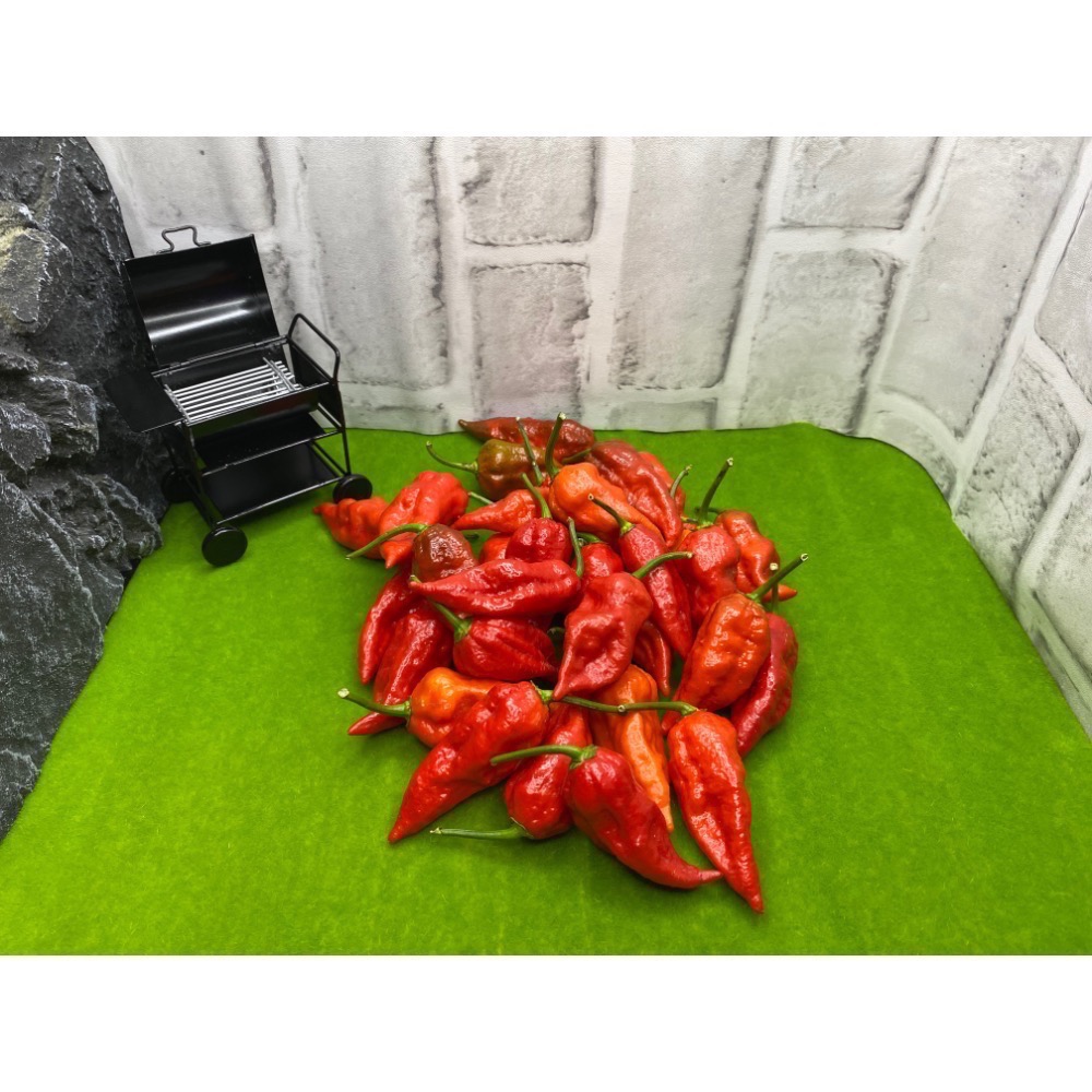 印度鬼椒 Bhut Jolokia ghost pepper 小農種植 產地直送-細節圖6