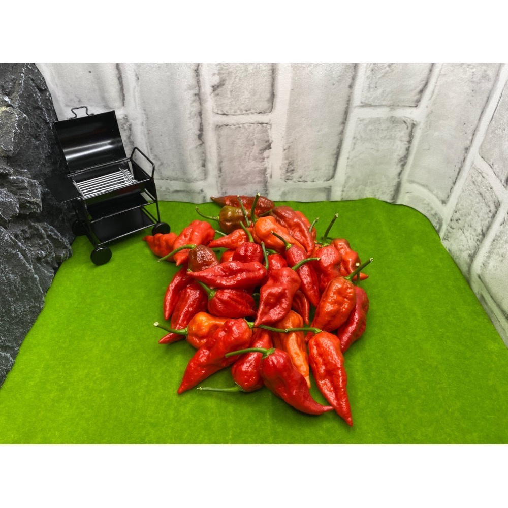 印度鬼椒 Bhut Jolokia ghost pepper 小農種植 產地直送-規格圖7