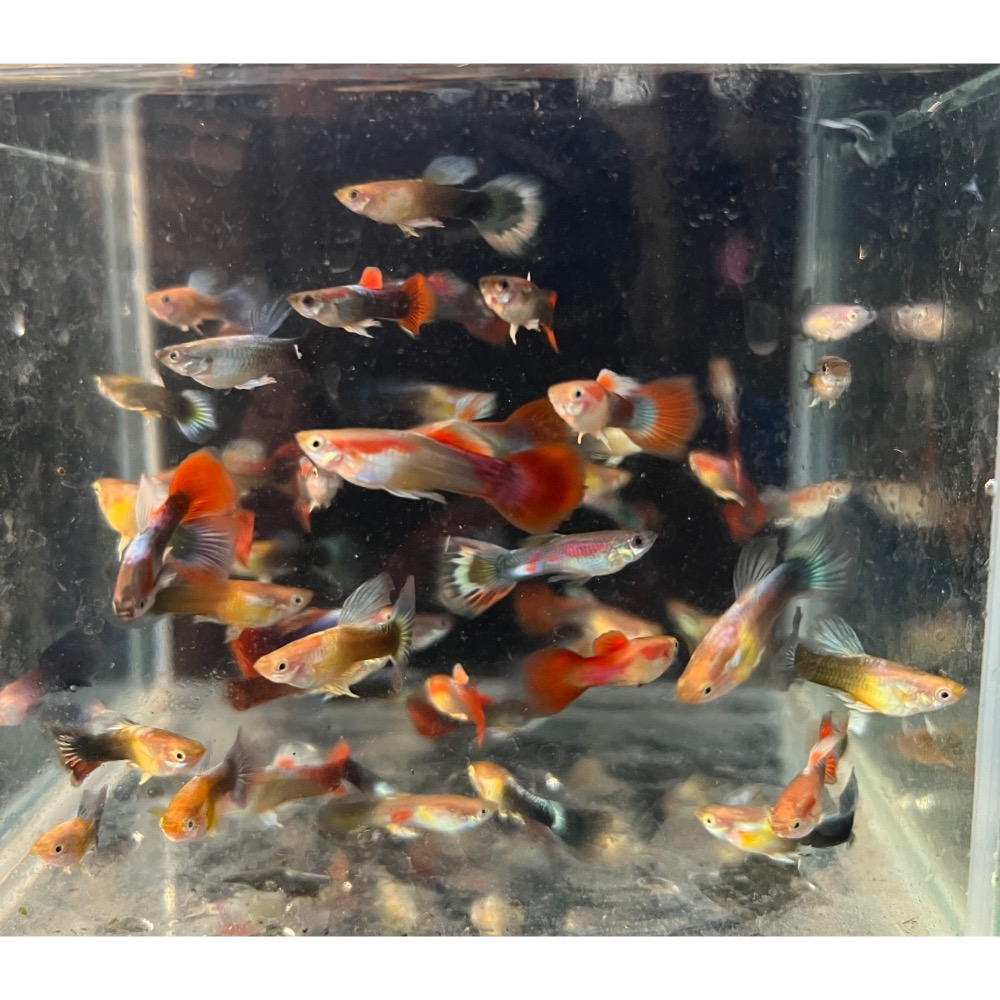 觀賞魚 綜合孔雀魚 公母綜合隨機出-細節圖2