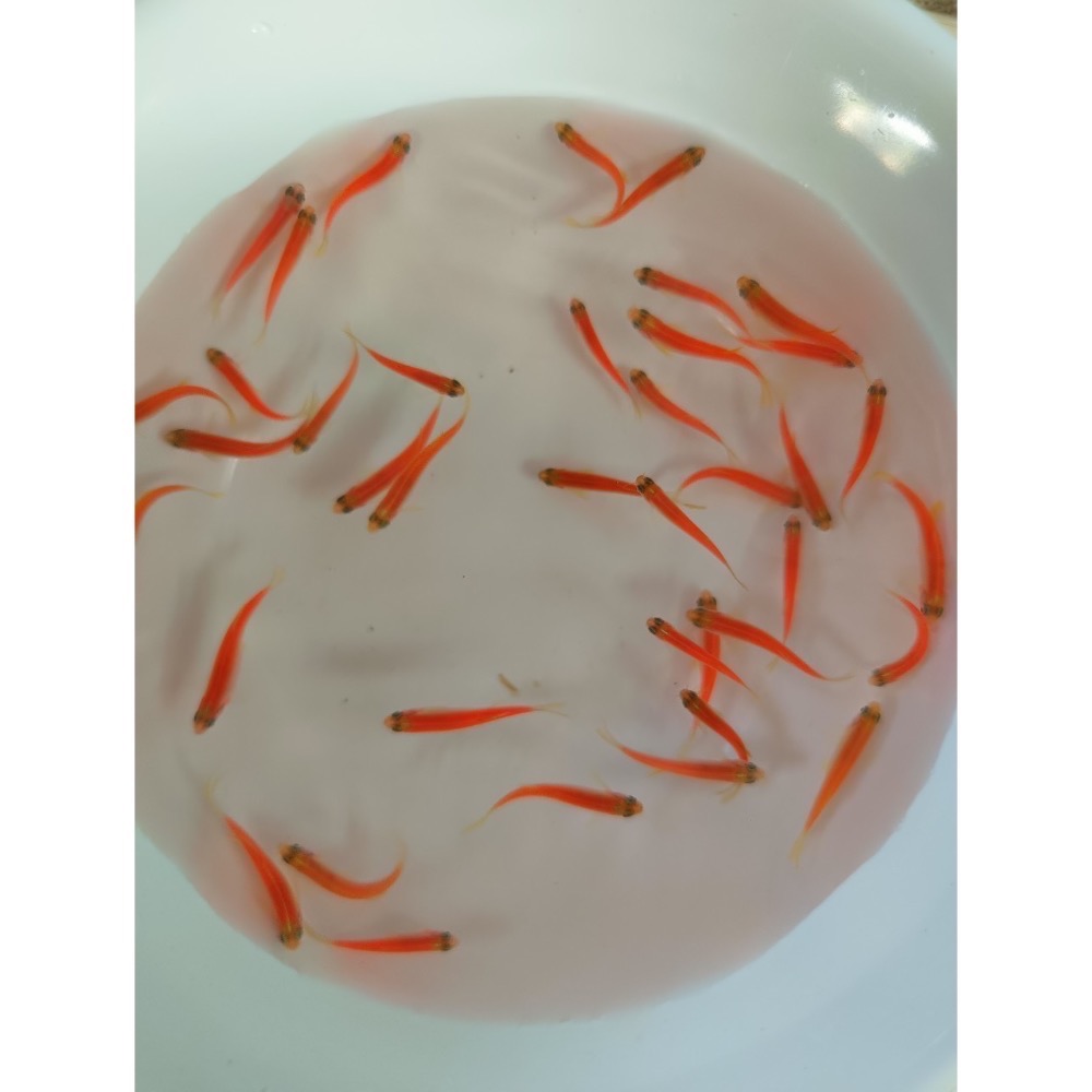 【祐陞水族工作室】螢光斑馬魚 室內室外適合-細節圖2