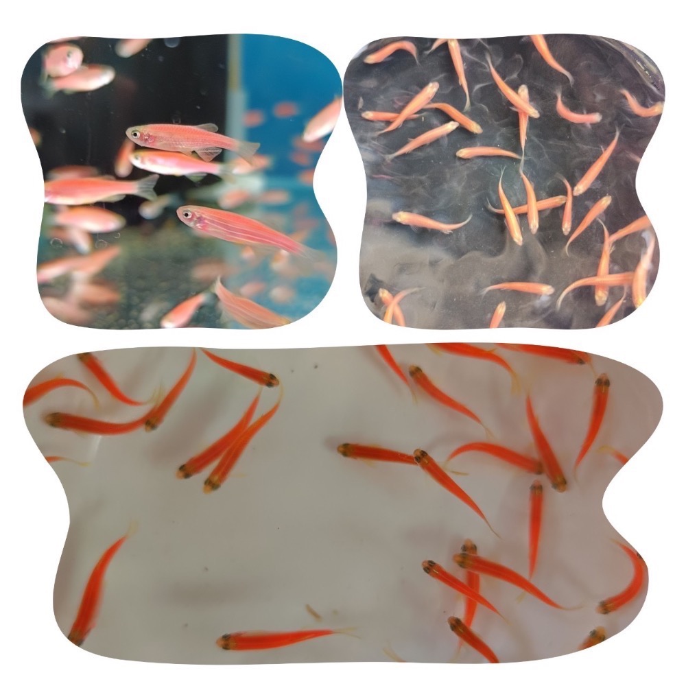 【祐陞水族工作室】螢光斑馬魚 室內室外適合-細節圖3