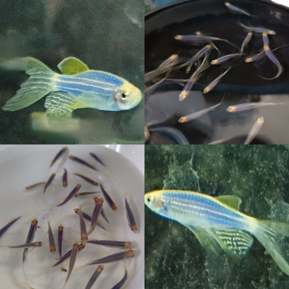 【祐陞水族工作室】螢光斑馬魚 室內室外適合-細節圖4