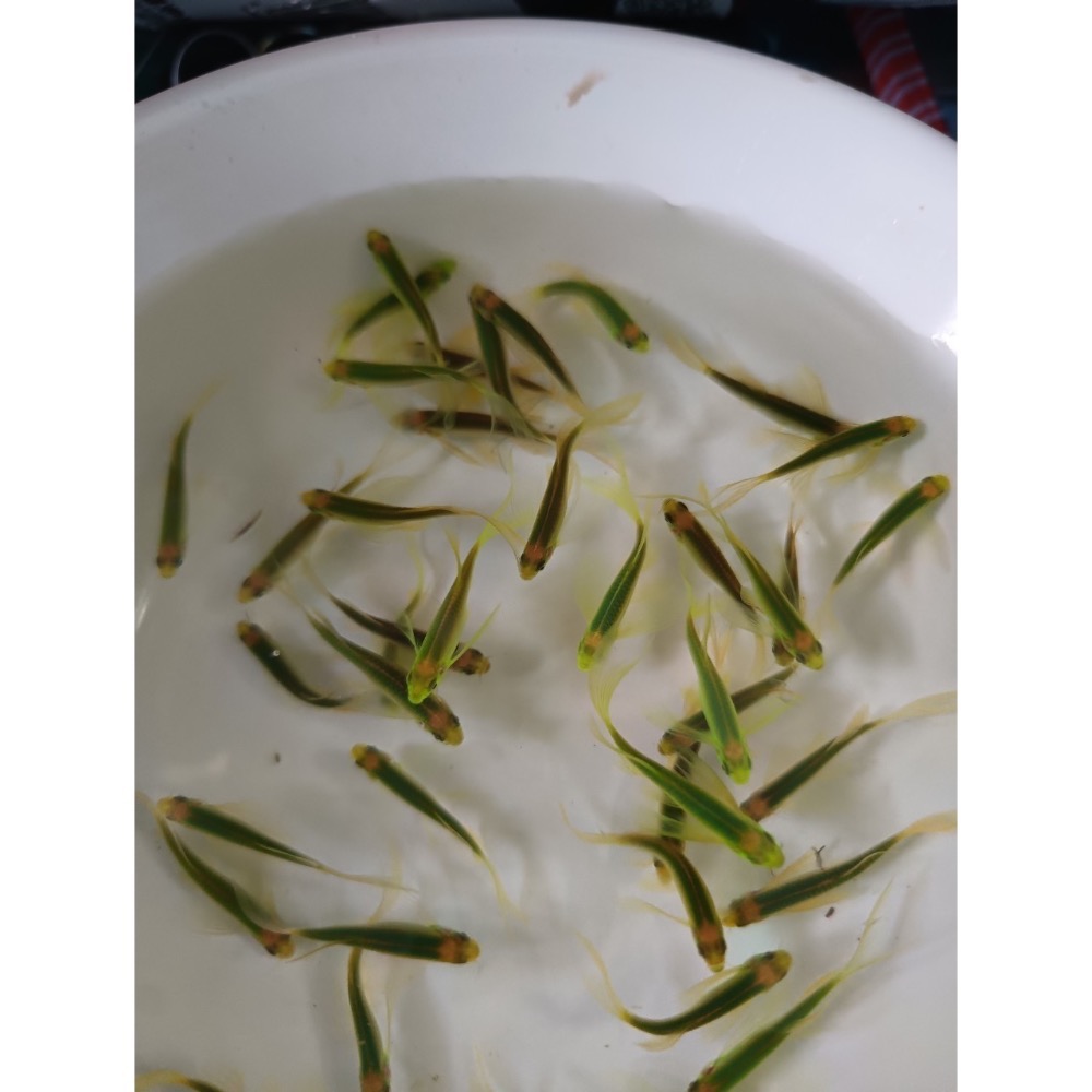 【祐陞水族工作室】螢光斑馬魚 室內室外適合-細節圖7