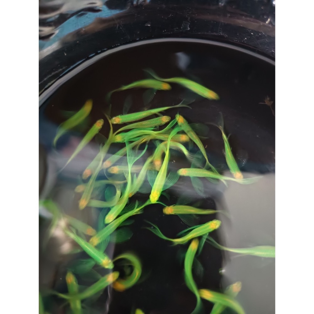 【祐陞水族工作室】螢光斑馬魚 室內室外適合-細節圖8