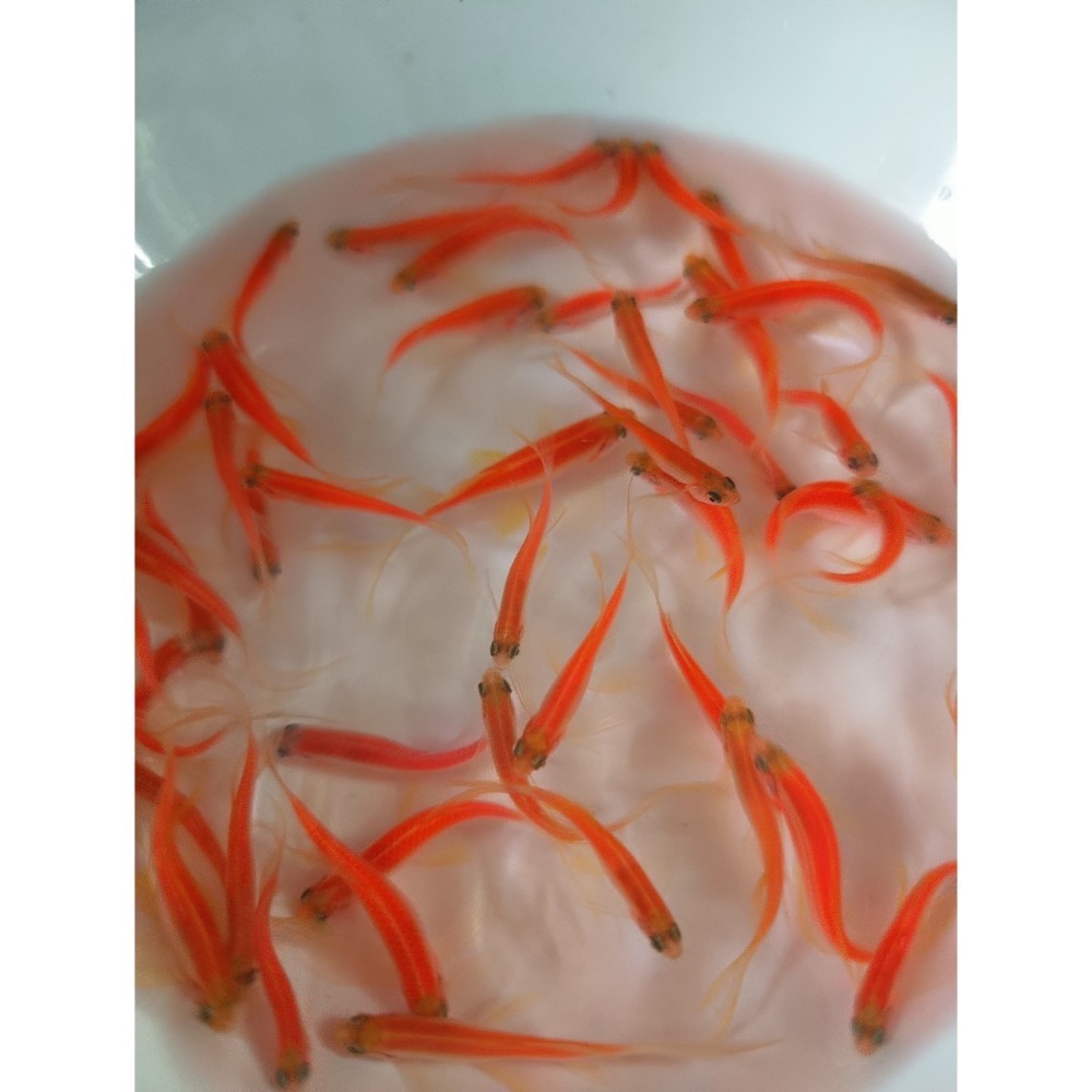 【祐陞水族工作室】螢光斑馬魚 室內室外適合-細節圖9