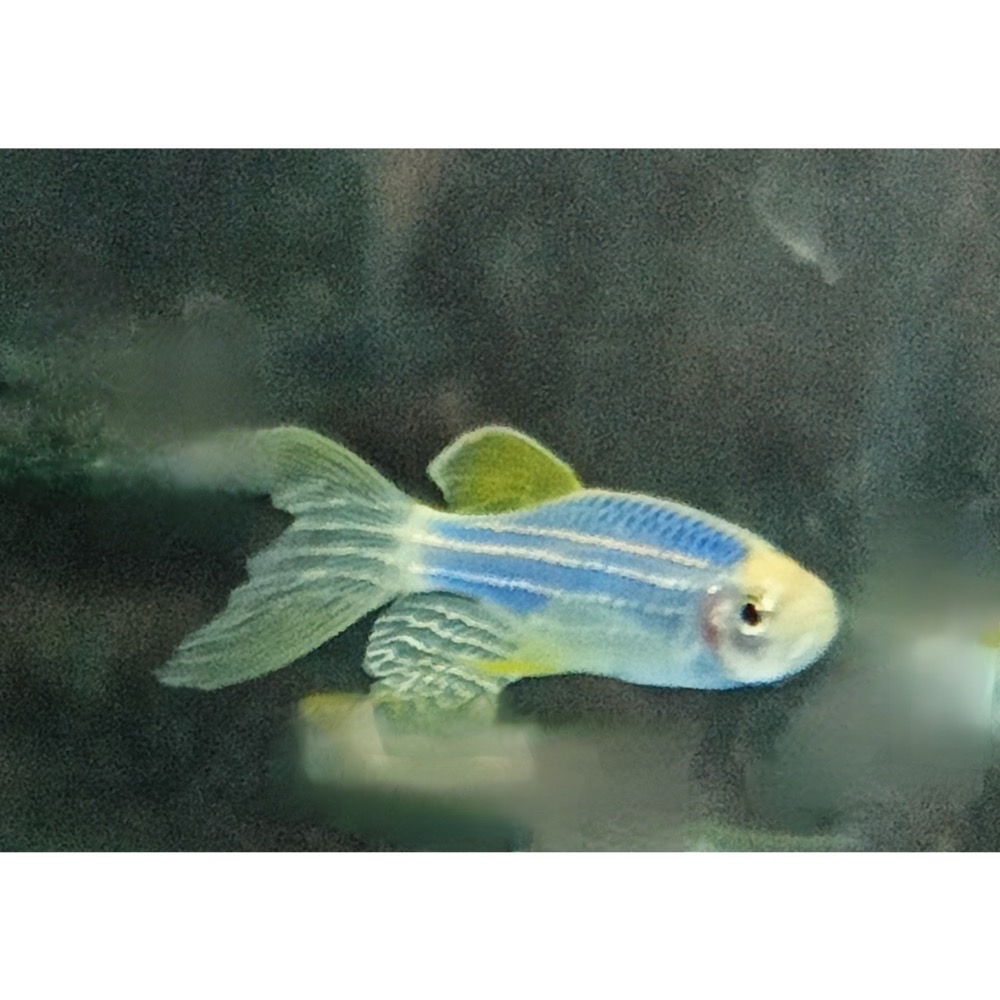 【祐陞水族工作室】螢光斑馬魚 室內室外適合-細節圖11