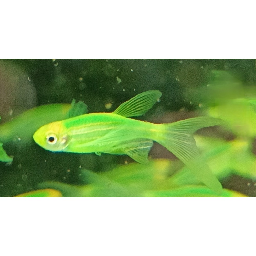 ［祐陞水族工作室］大帆蝴蝶斑馬仙子-細節圖2