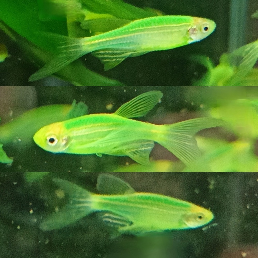 ［祐陞水族工作室］大帆蝴蝶斑馬仙子-細節圖3