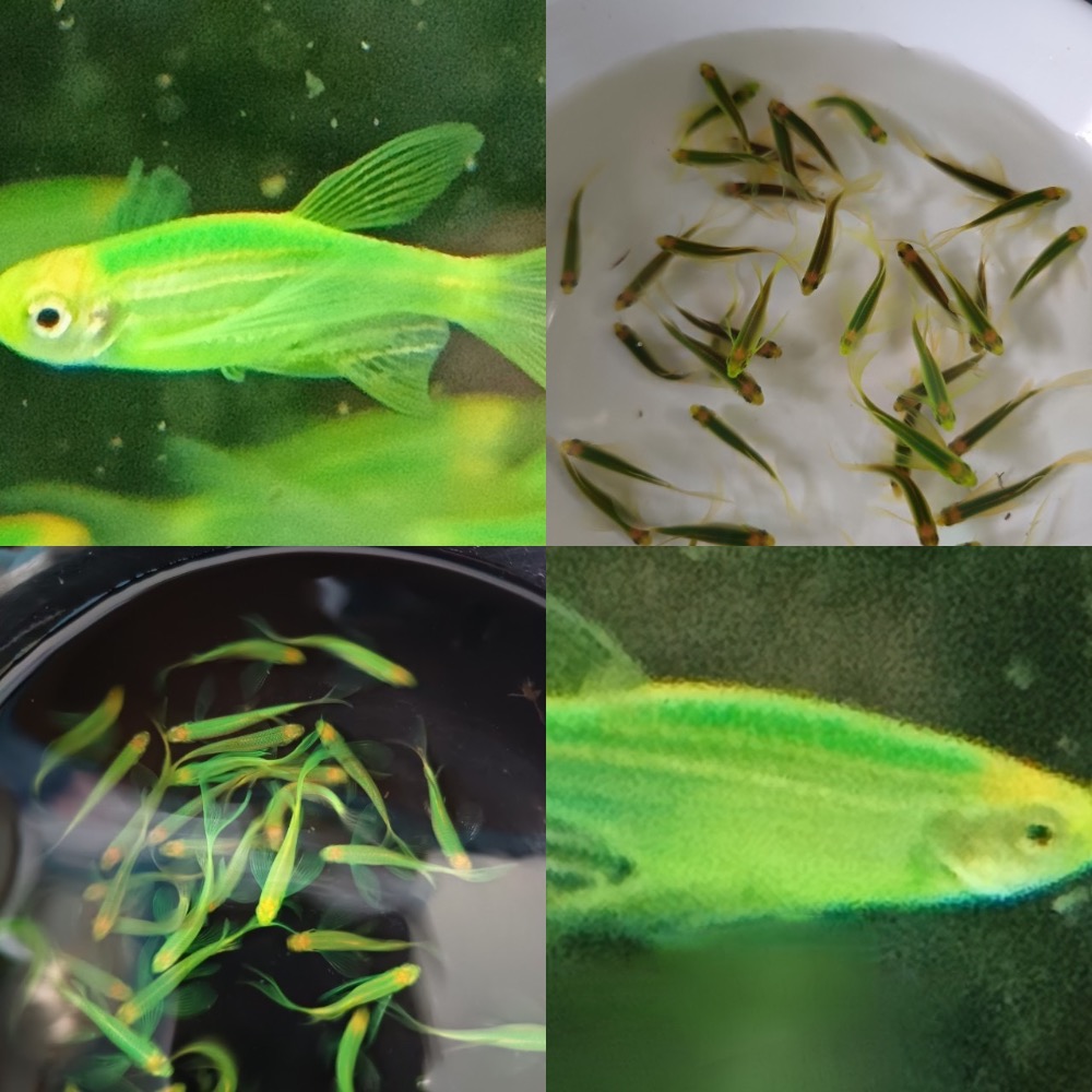 ［祐陞水族工作室］大帆蝴蝶斑馬仙子-細節圖4