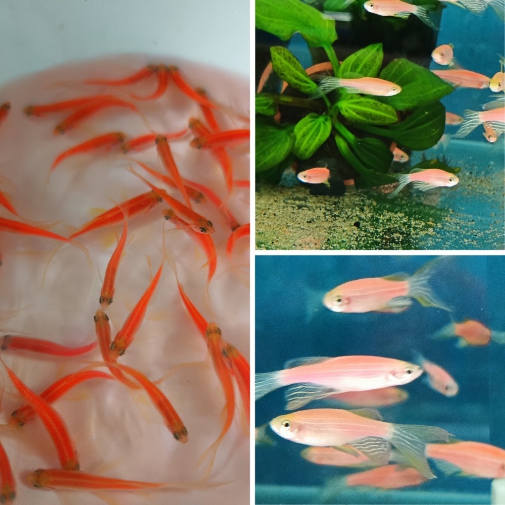 ［祐陞水族工作室］大帆蝴蝶斑馬仙子-細節圖5