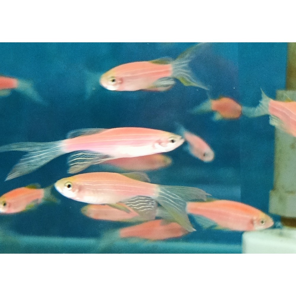 ［祐陞水族工作室］大帆蝴蝶斑馬仙子-細節圖6