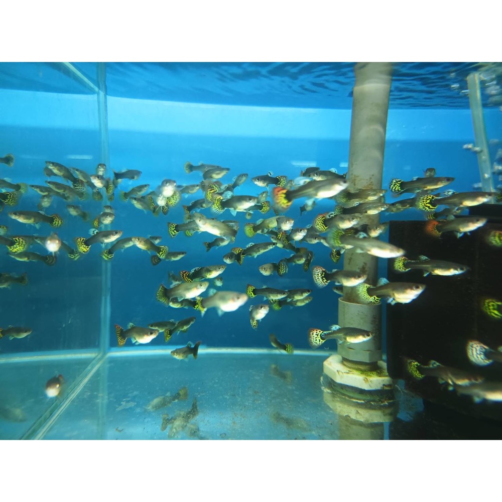 ［祐陞水族工作室］龍頭孔雀魚-細節圖2