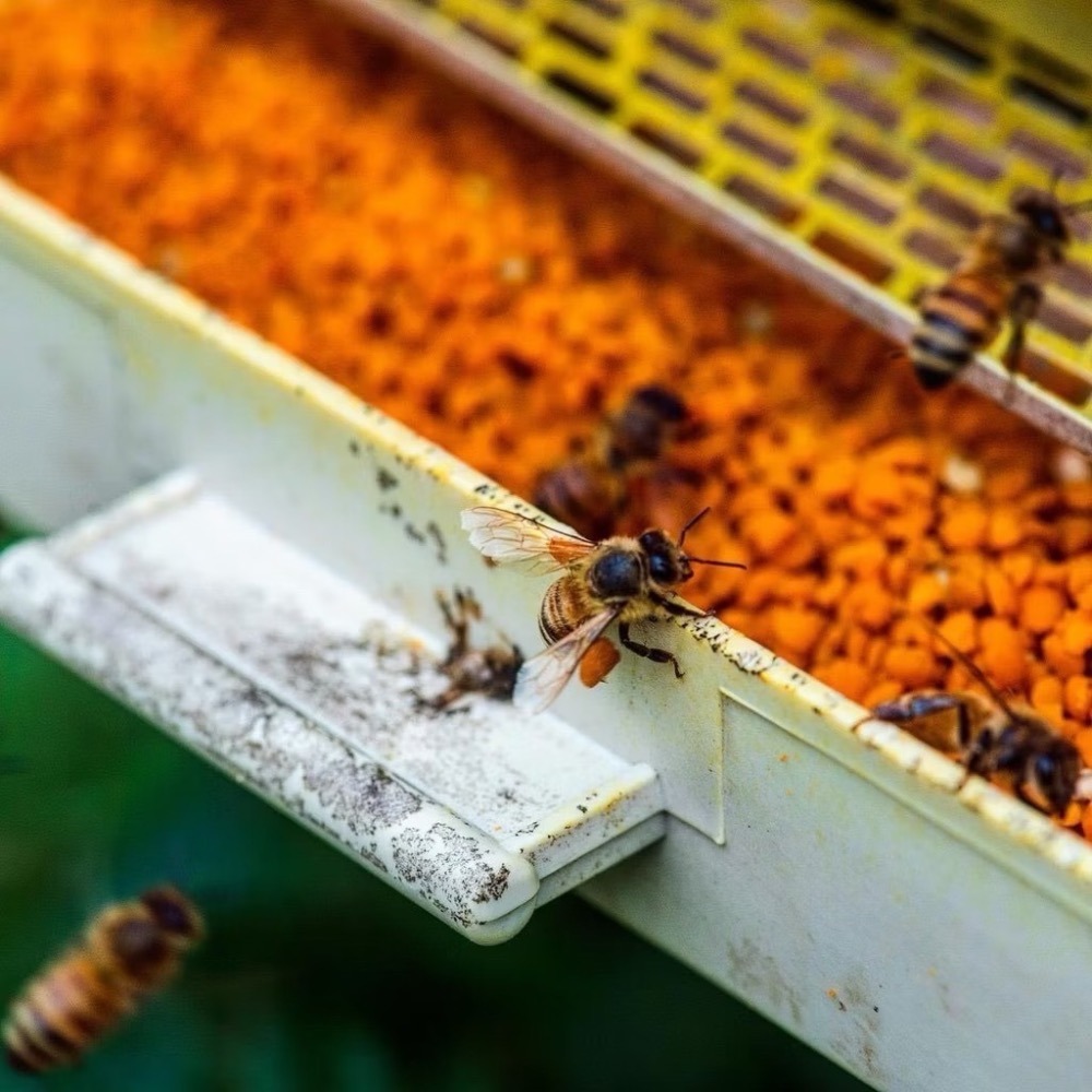 <蜂動園> 高山茶花粉300g-細節圖5