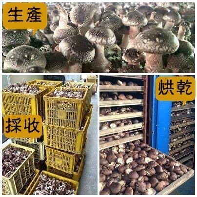 「新社冬菇」產銷履歷驗證 生產追溯碼驗證 冬菇 （大菇310克裝）自產自銷 冬菇 香菇 送禮 禮盒 團購 批發 零售-細節圖6